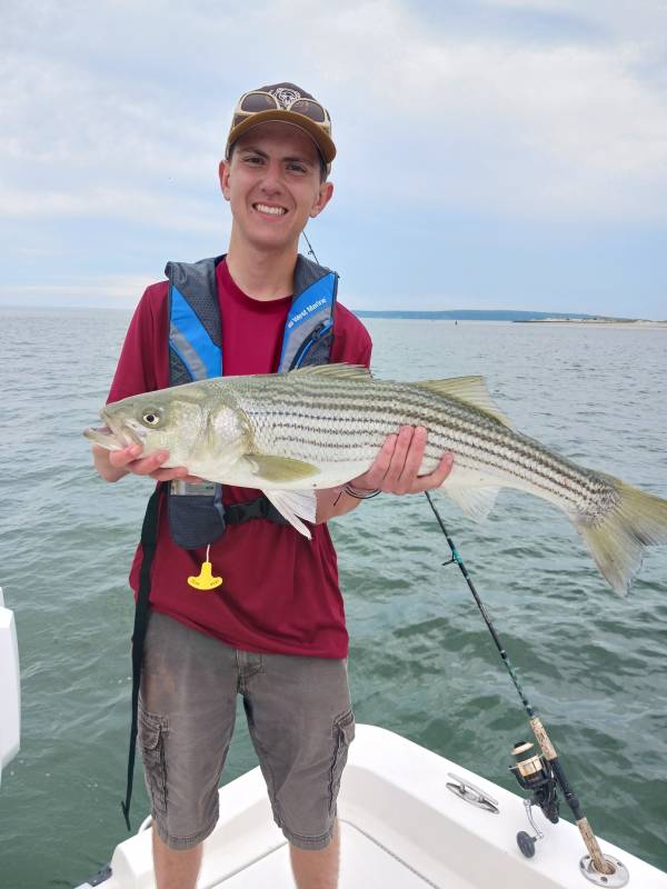 Striped bass in Gulf of Maine
