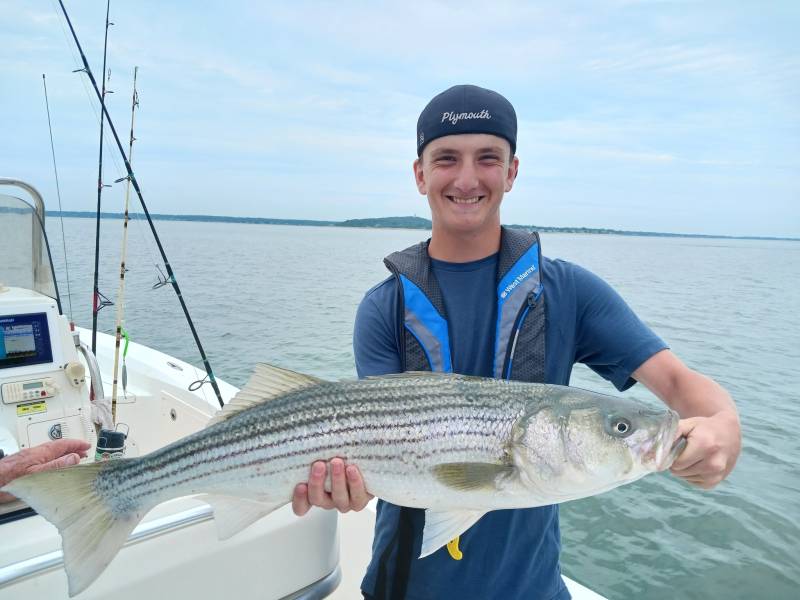 Striped bass in Gulf of Maine