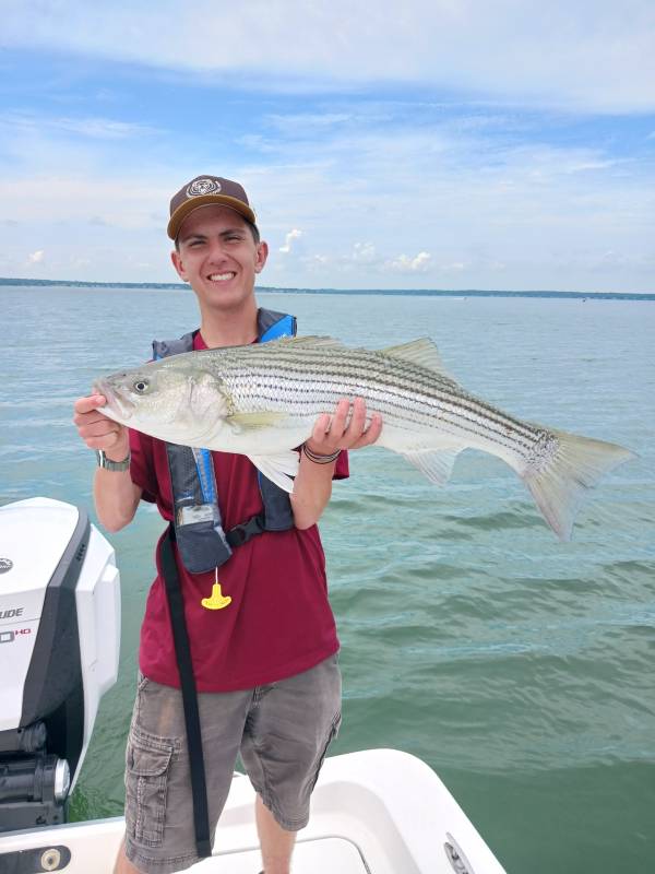 Striped bass in Gulf of Maine
