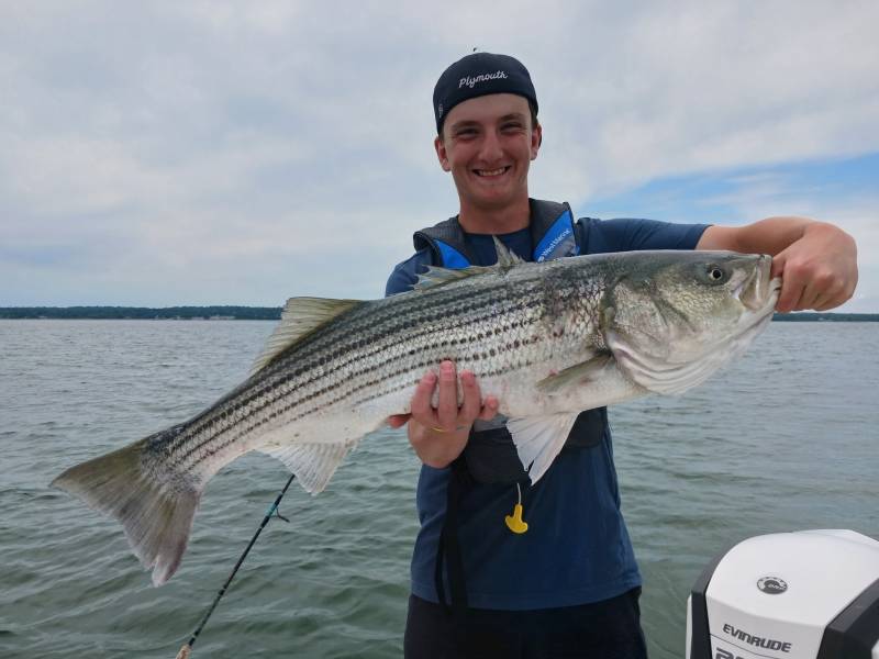 Striped bass in Gulf of Maine