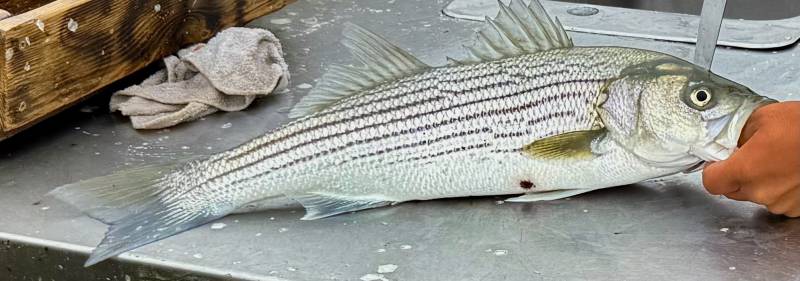Striped bass in California