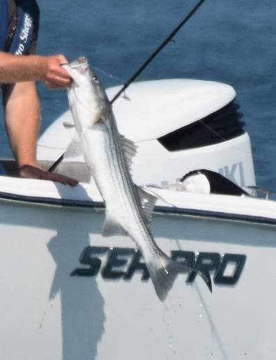 Striped bass in Gulf of Maine