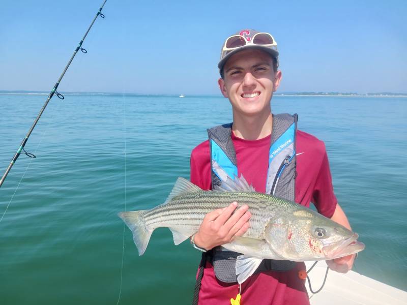 Striped bass in Gulf of Maine