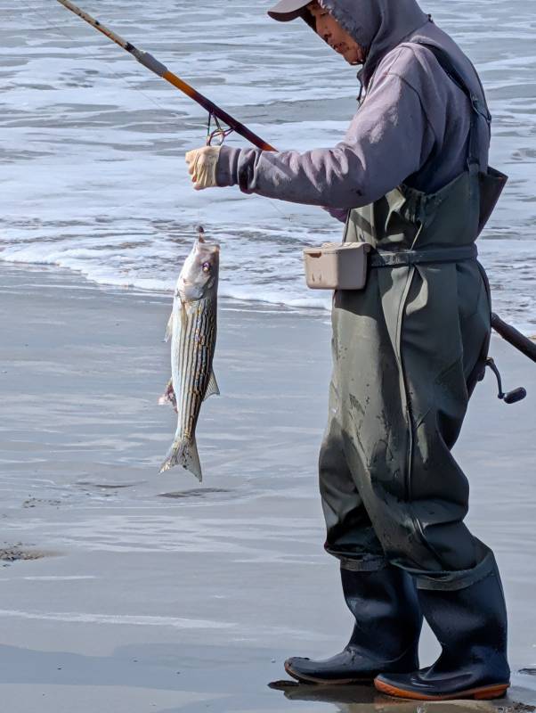 Striped bass in California