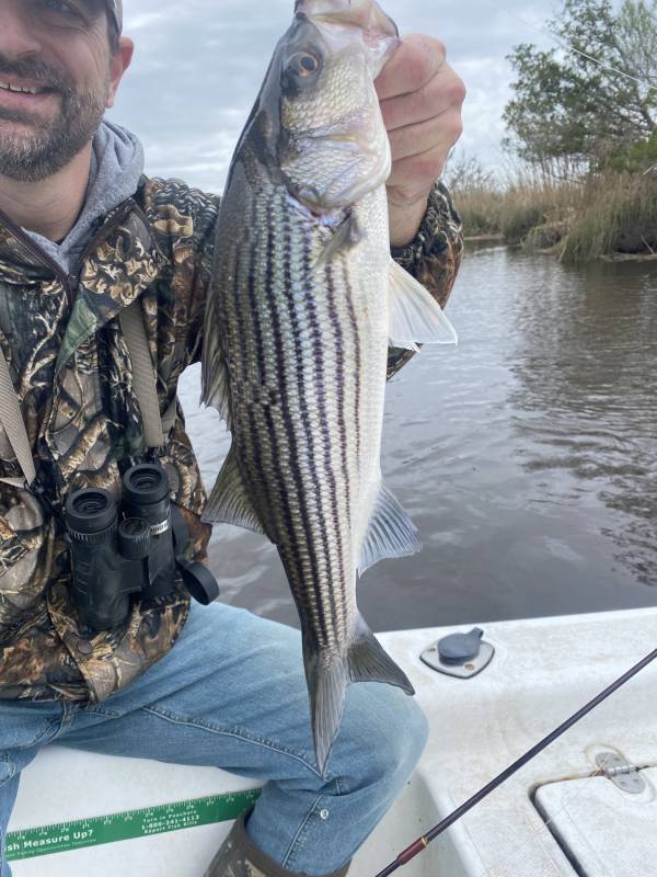 Striped bass in Savannah