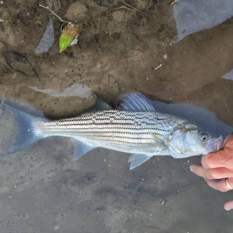 Striped bass in Wheatland