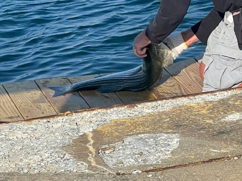 Striped bass in Warren
