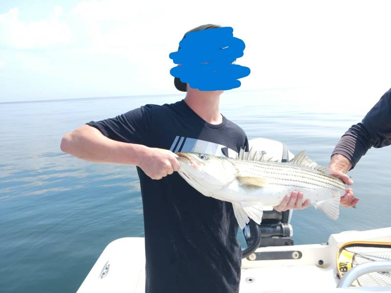 Striped bass in Quincy