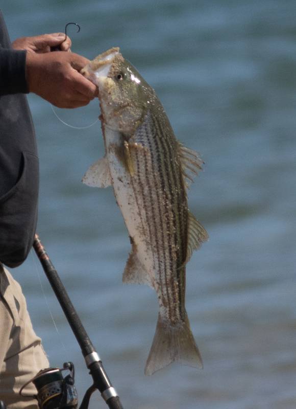Striped bass in Barnstable County