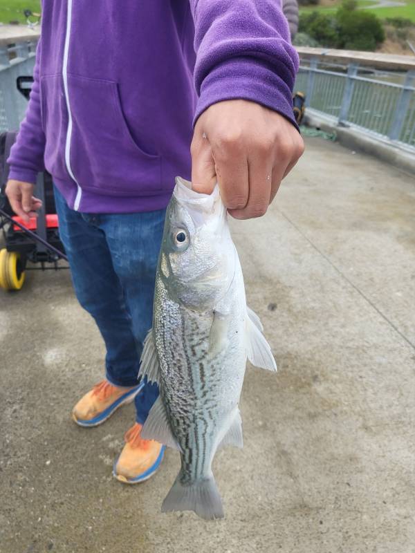Striped bass in Albany