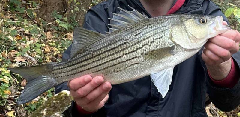 Striped bass in Indiana