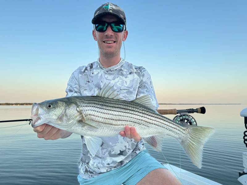Striped bass in Williamsburg