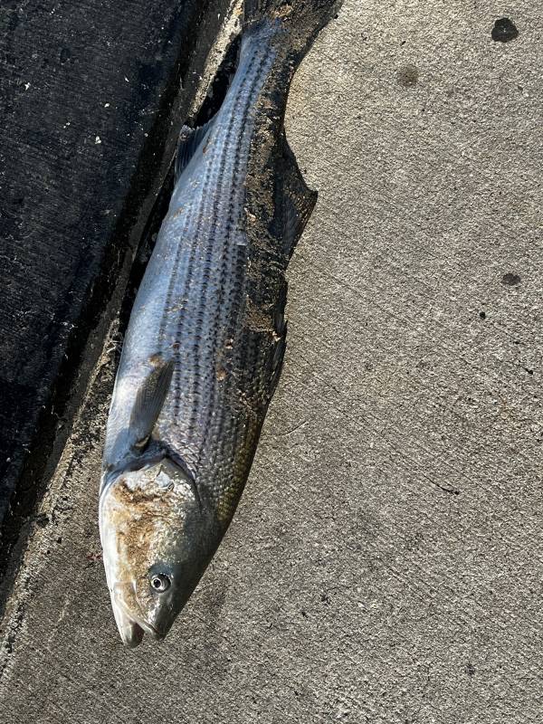 Striped bass in Fairview