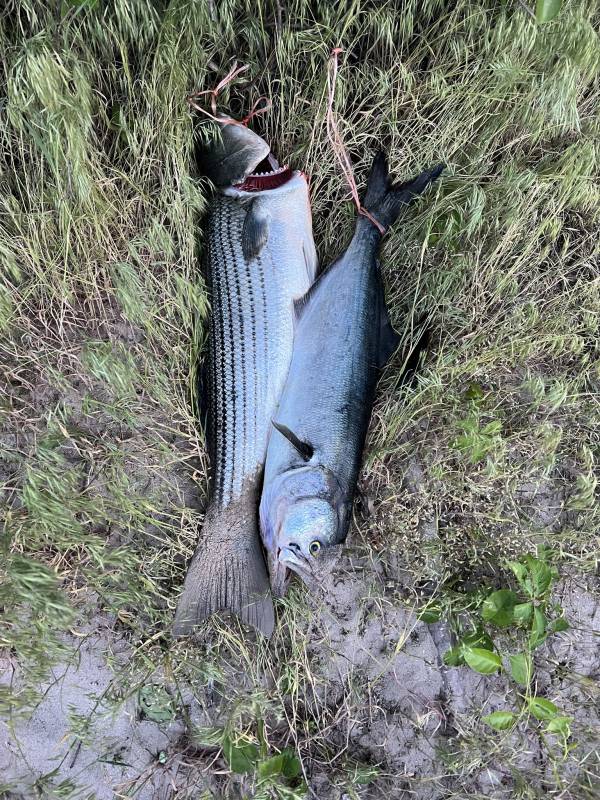 Striped bass, Bluefish in Fairview