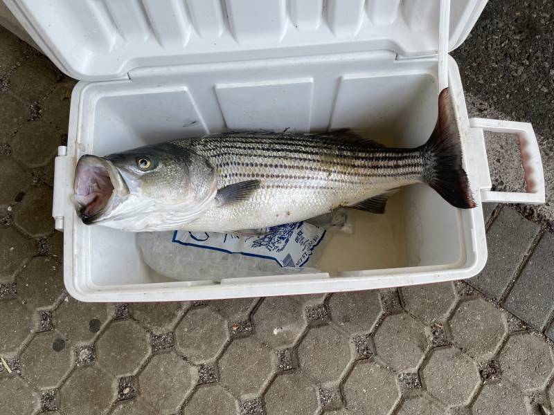 Striped bass in Jewett City