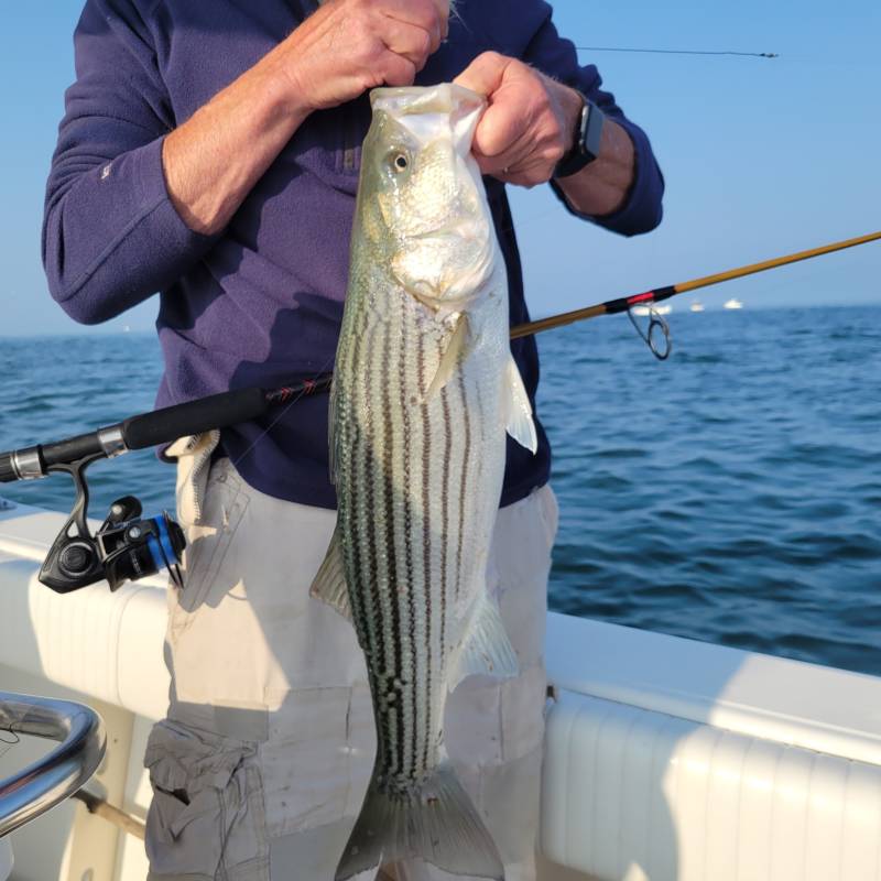 Striped bass in Warren