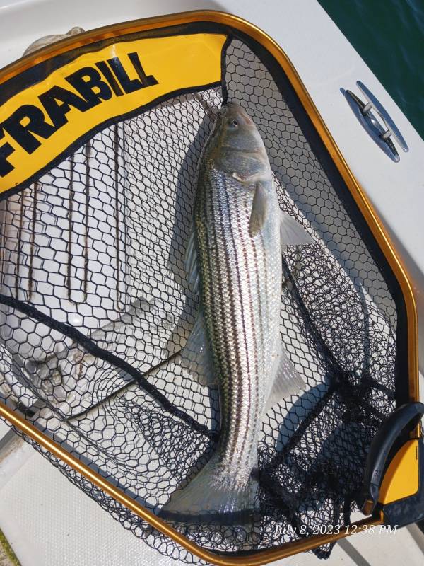 Striped bass in Brookline