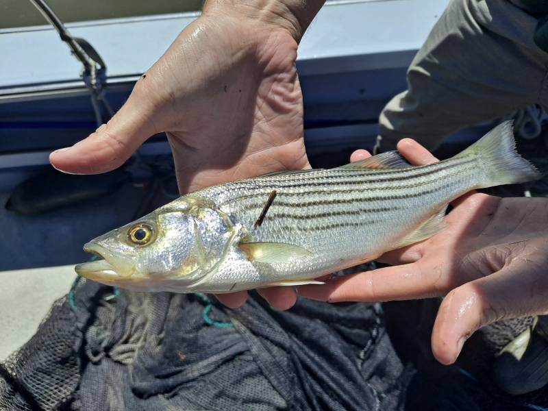 Striped bass in Rio Vista