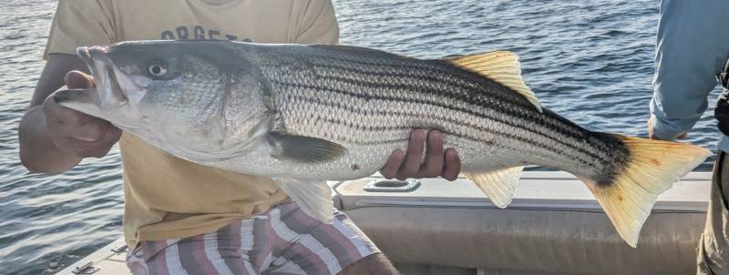 Striped bass in Lawrence