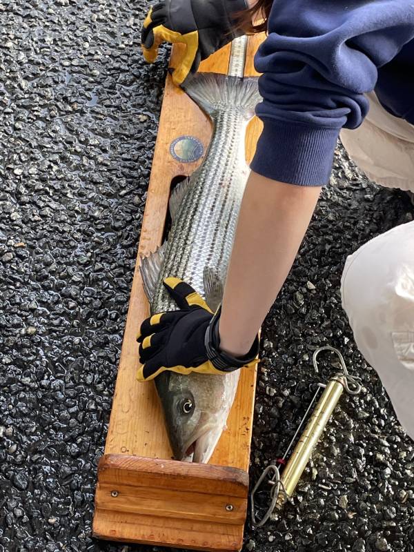 Striped bass in Jewett City