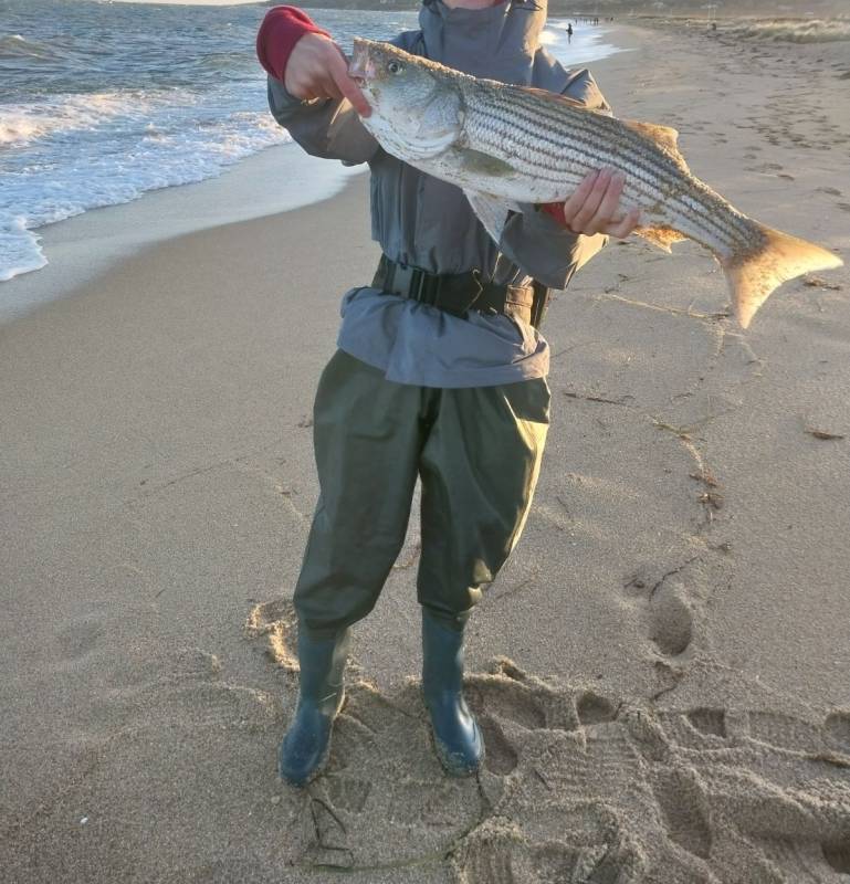 Striped bass in Warren