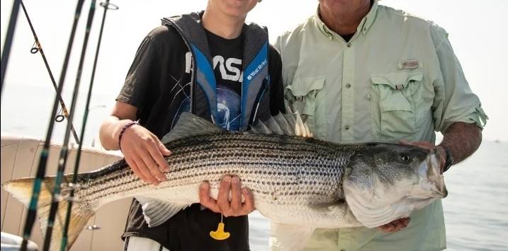 Striped bass in Plymouth County