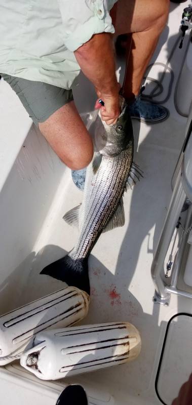 Striped bass in Taunton