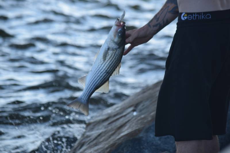 Striped bass in Dagsboro