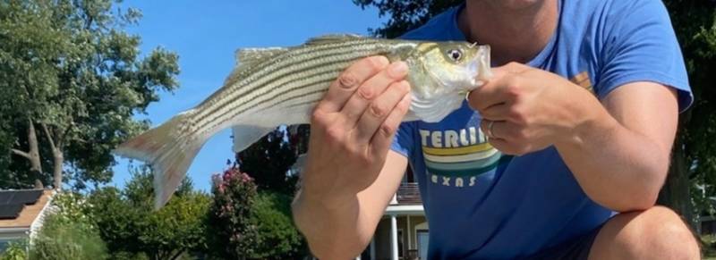Striped bass in Chesapeake Bay