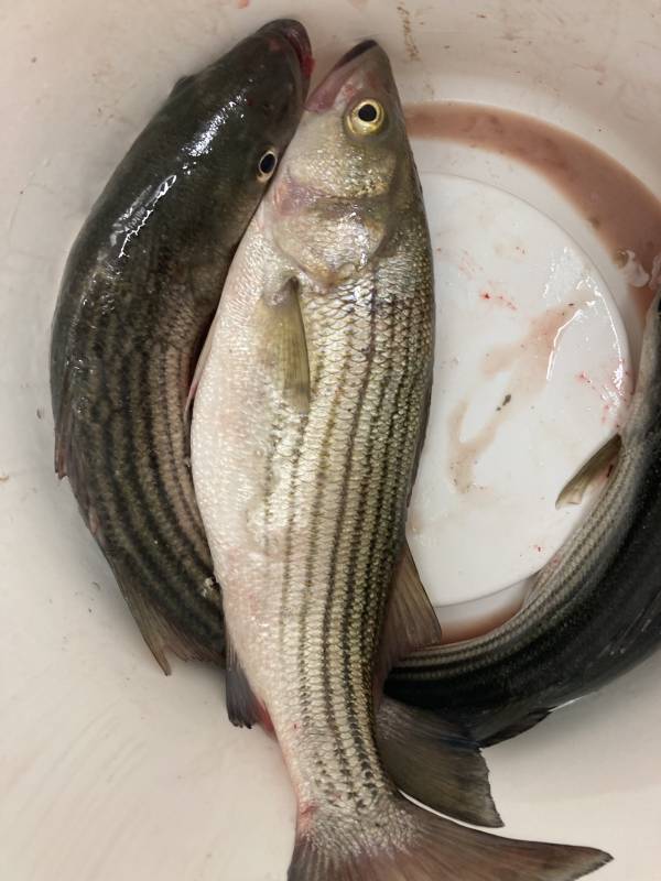 Striped bass in Maryland