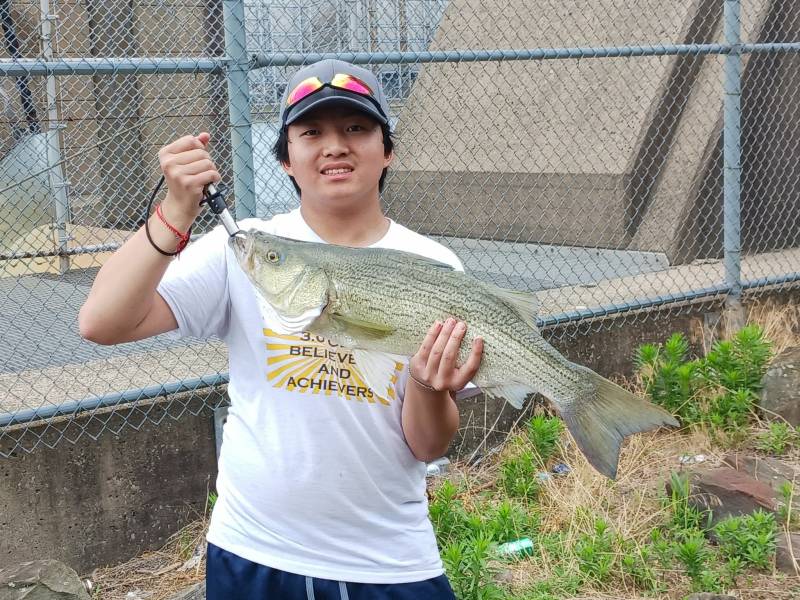 Striped bass in Aliquippa