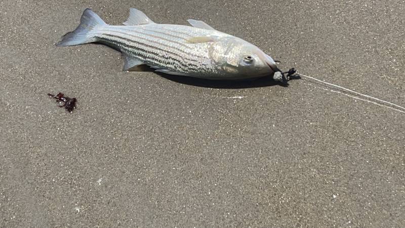 Striped bass in Jewett City