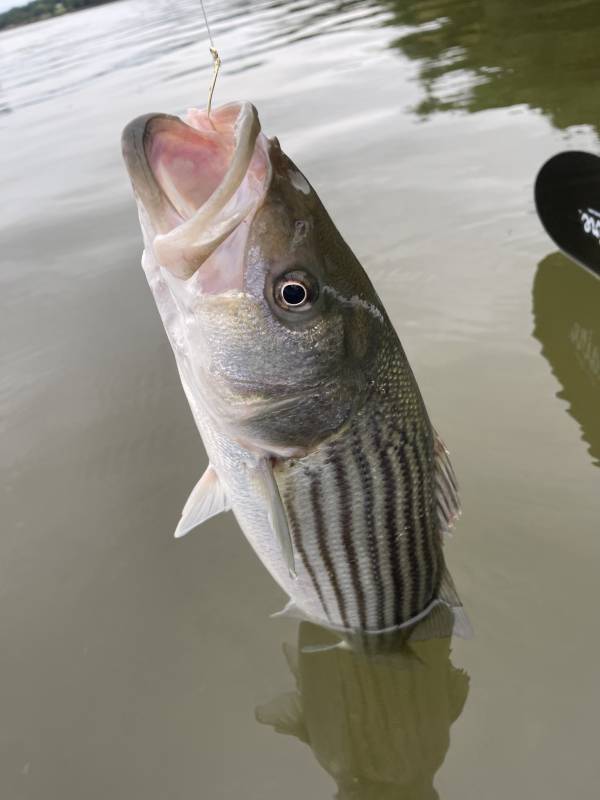 Striped bass in Maine