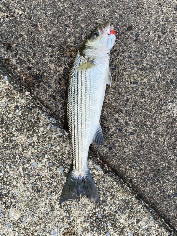 Striped bass in Leesburg