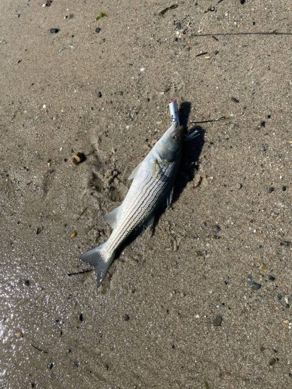 Striped bass in Barnstable County
