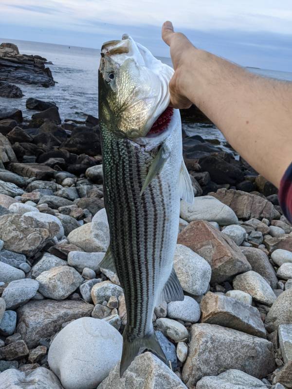 Striped bass in Arlington