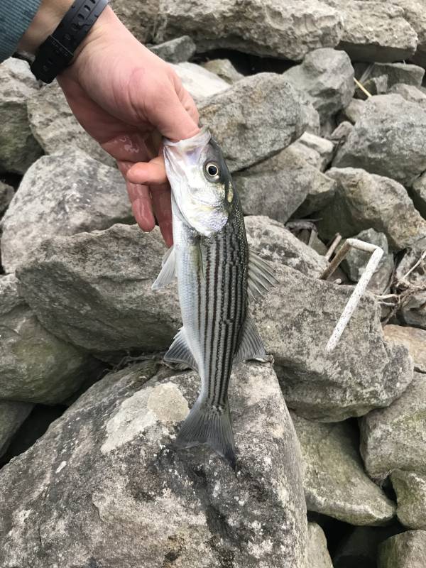 Striped bass in Rio Vista