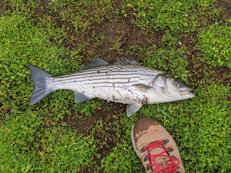 Striped bass in Menlo Park