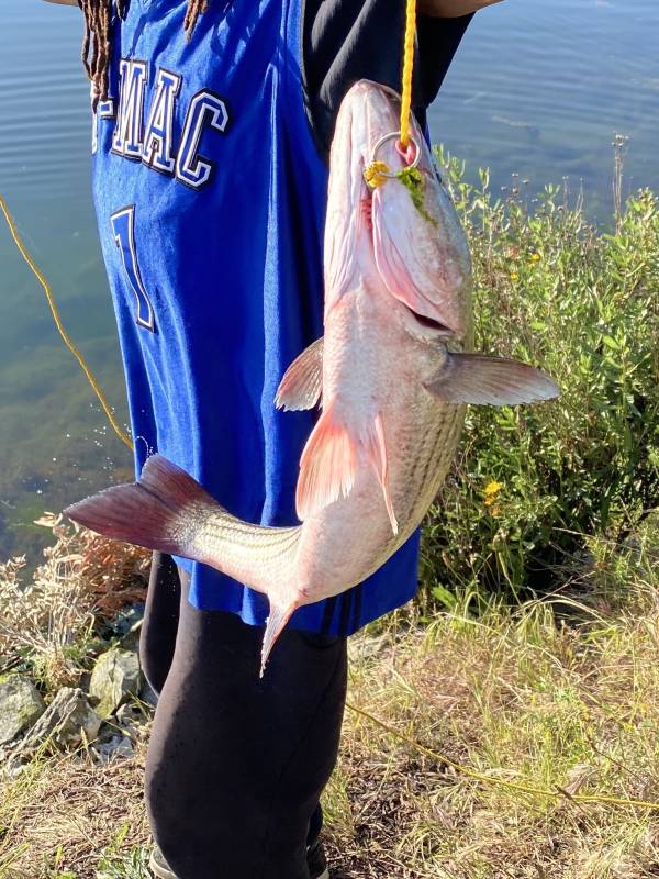 Striped bass in Menlo Park