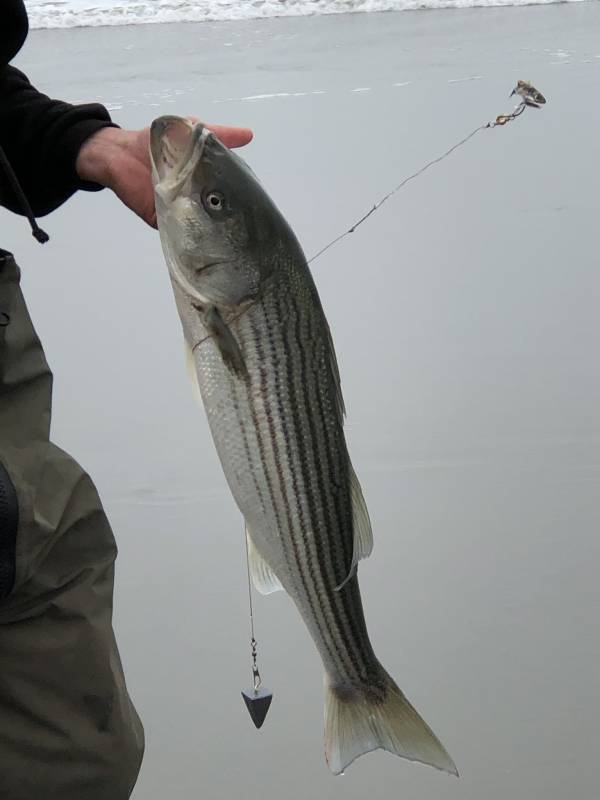 Striped bass in Menlo Park