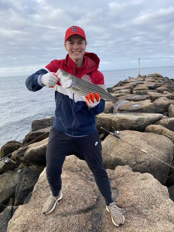Striped bass in Barnstable County