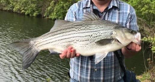 Striped bass in Orwigsburg