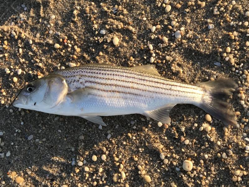 Striped bass in Magnolia