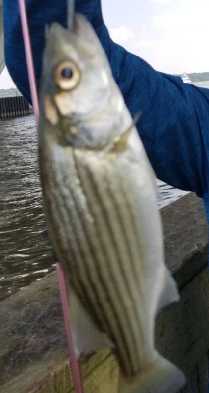 Striped bass in Glen Echo