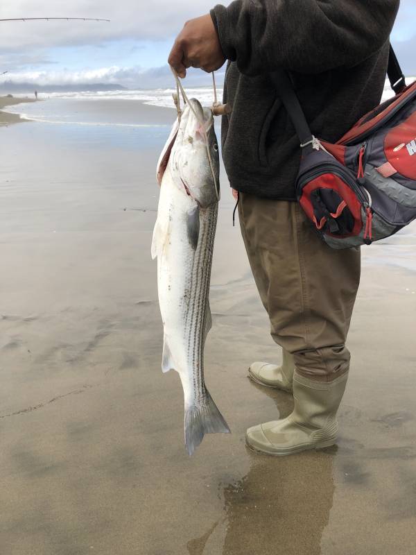 Striped bass in Benicia
