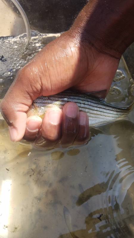 Striped bass in Glen Echo