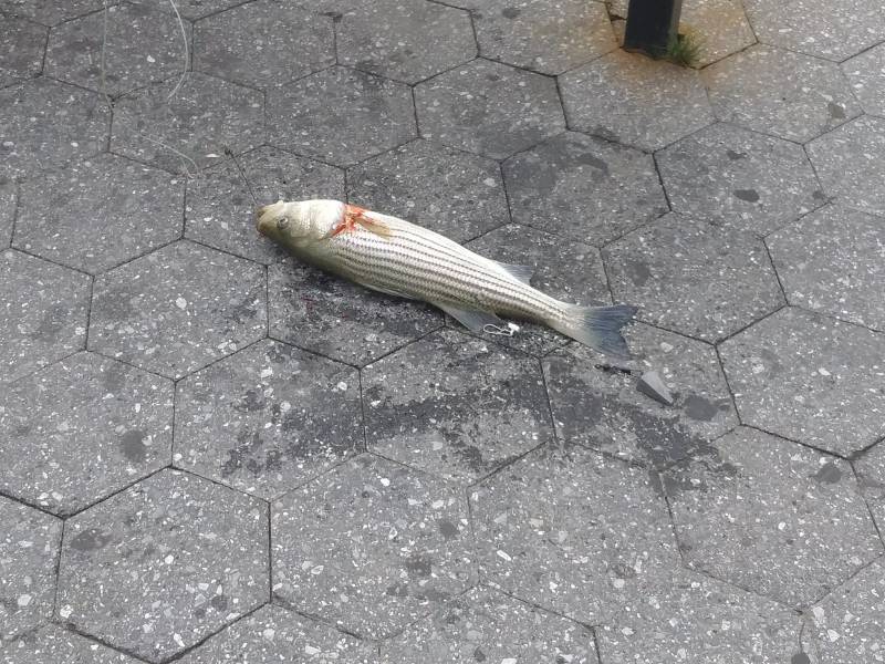 Striped bass in Village of Upper Nyack