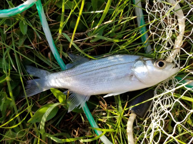 Striped bass in Millersville