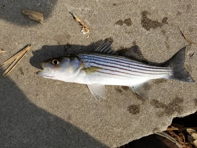 Striped bass in Rio Vista