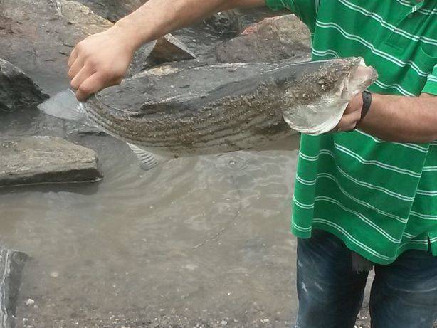 Striped bass in Village of Upper Nyack